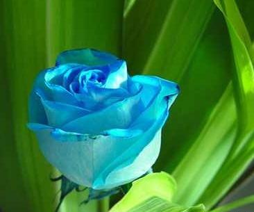 عکس گل رز آبی زیبا