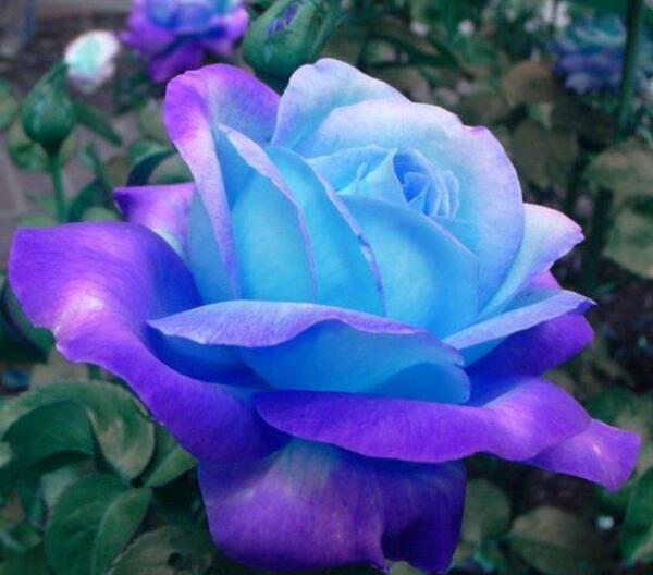 عکس گل رز آبی زیبا