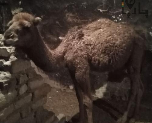 عکس جهاز شتر