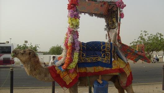 عکس جهاز شتر