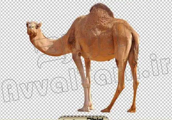 عکس جهاز شتر