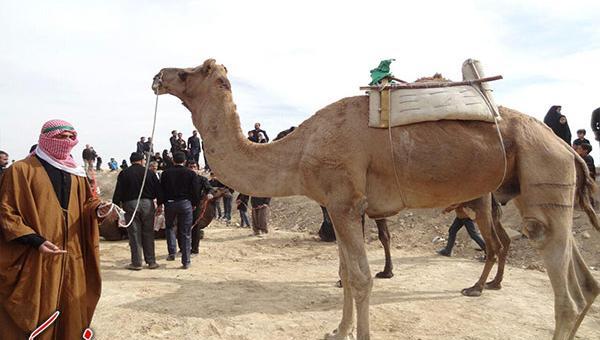 عکس جهاز شتر