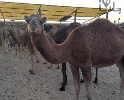 عکس جهاز شتر