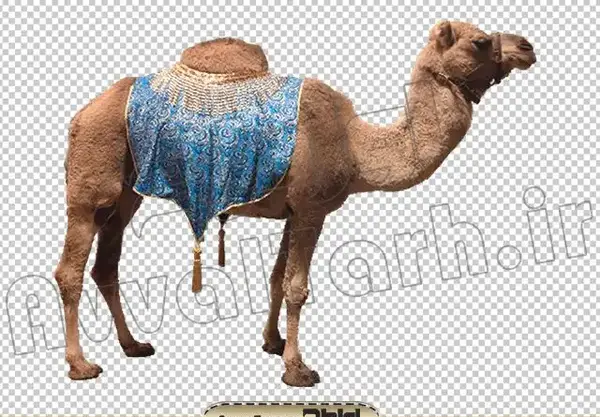 عکس جهاز شتر