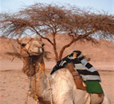 عکس جهاز شتر