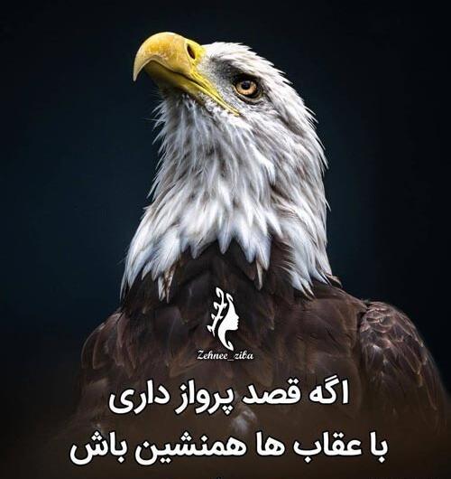 عکس عقاب با متن