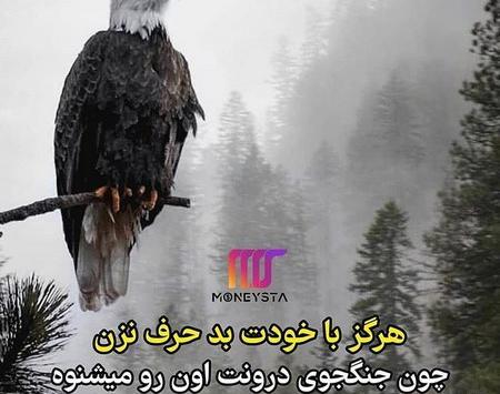 عکس عقاب با متن