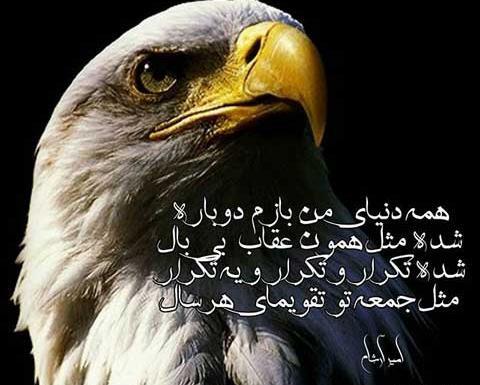 عکس عقاب با متن