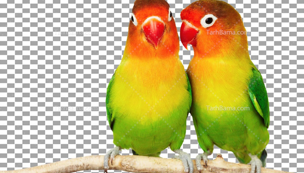 عکس مرغ عشق عکس مرغ عشق