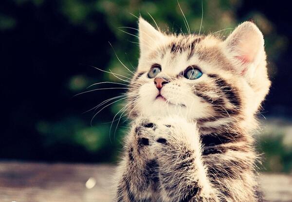 عکس گربه کوچولو