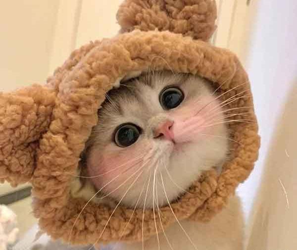 عکس گربه کوچولو
