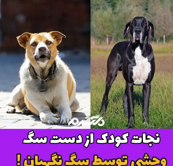 عکس سگ وحشی رونالدو