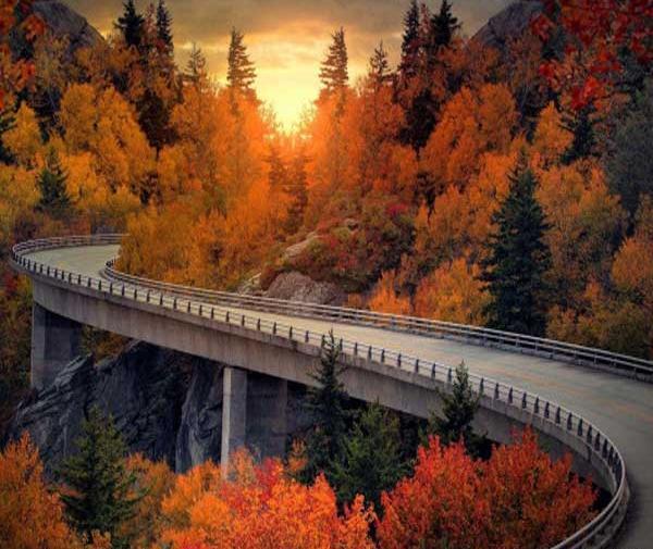 عکس گل و طبیعت برای پروفایل واتساپ