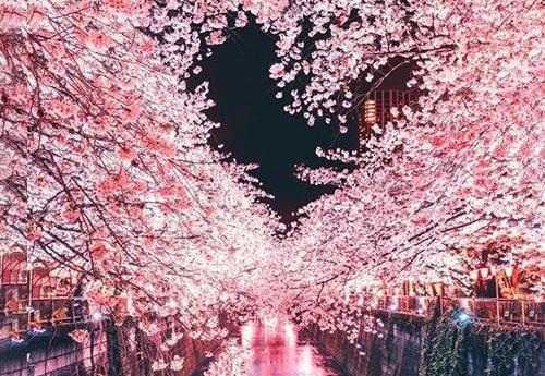 عکس گل و طبیعت برای پروفایل واتساپ