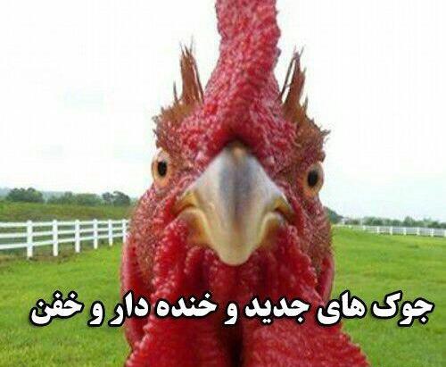 عکس های خنده دار حیوانات جدید
