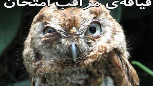 عکس های خنده دار حیوانات جدید