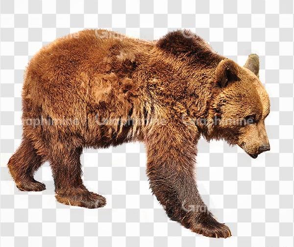 عکس خرس