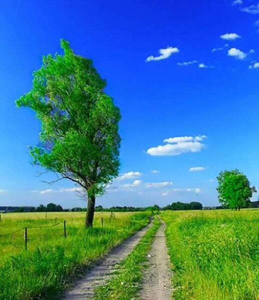 عکس طبیعت سبز
