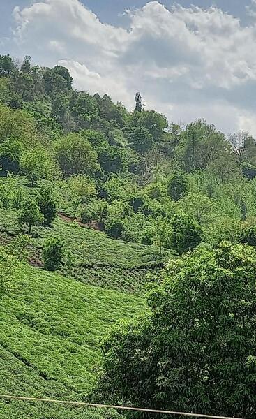 عکس طبیعت سبز