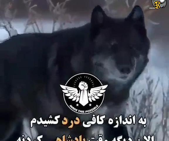 عکس گرگ گنگ