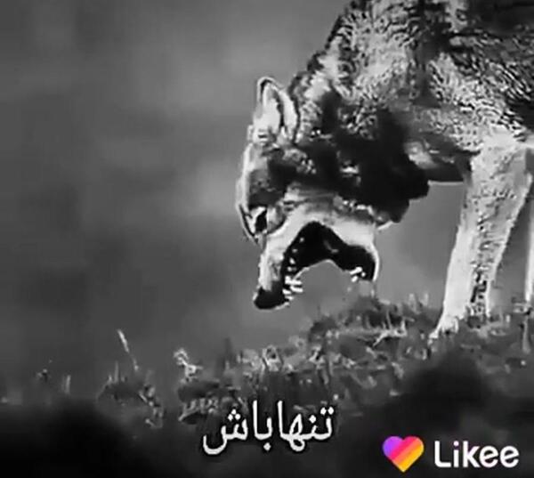 عکس گرگ گنگ