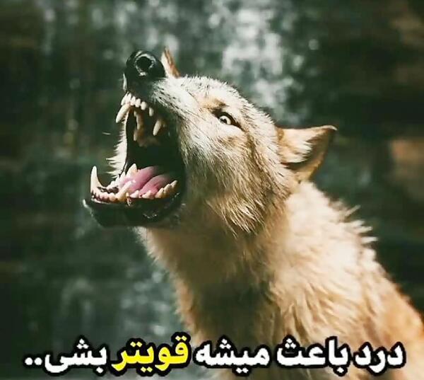 عکس گرگ گنگ