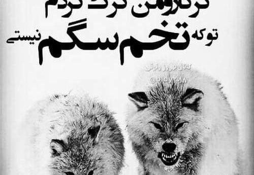 عکس زیرنویس لاتی