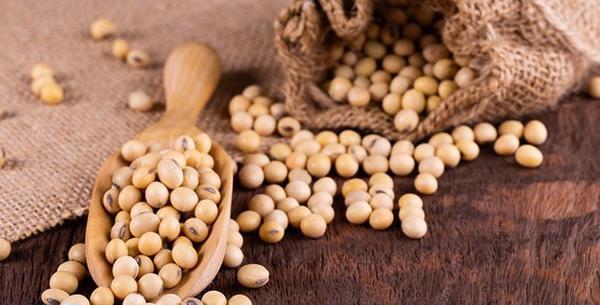 عکس ی سویا