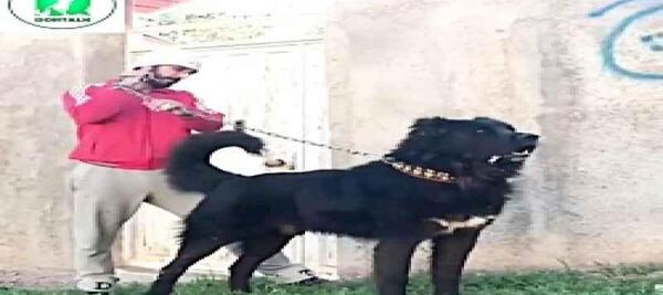 عکس سگ سرابی وحشی دشت