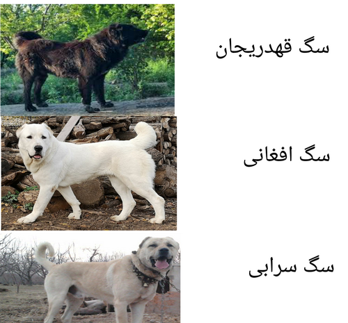 عکس سگ سرابی وحشی دشت