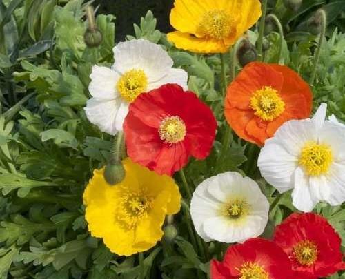 عکس بذر تریاک