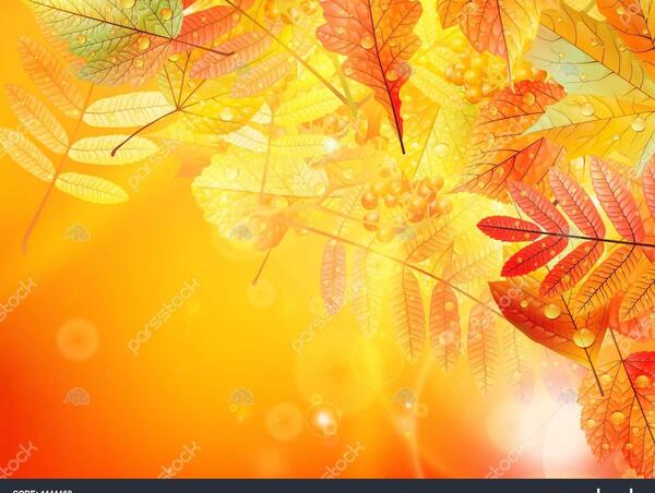 عکس پس زمینه شاخ