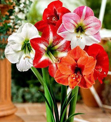عکس نوشته زیبای نسرین