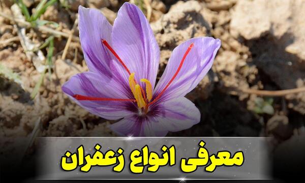 عکس ساییدن زعفران
