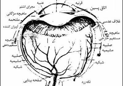 عکس صلبیه چشم