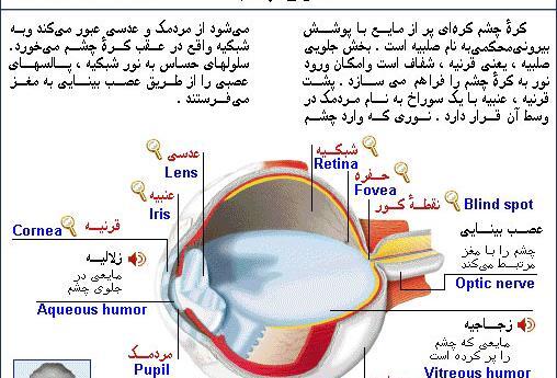 عکس صلبیه چشم