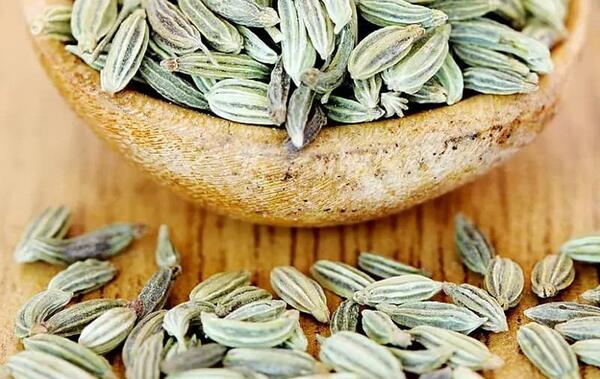 عکس انواع رازیانه