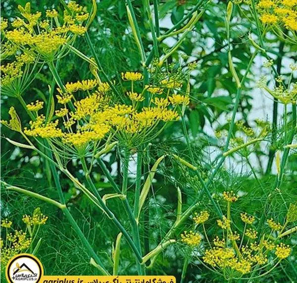 عکس انواع رازیانه
