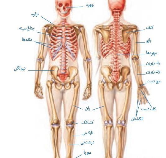 عکس اسکلت کلاس پنجم