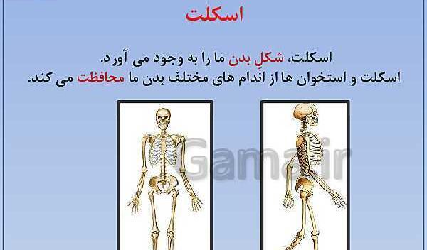 عکس اسکلت کلاس پنجم