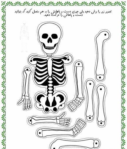 عکس اسکلت کلاس پنجم
