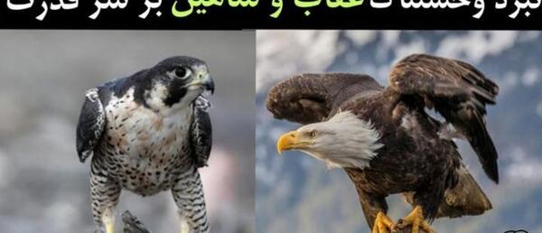 عکس عقاب خیلی ترسناک