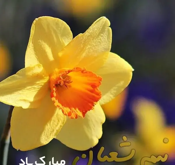 عکس پیشاپیش نیمه شعبان مبارک
