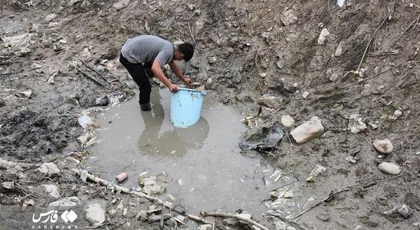 عکس بچه ماهی