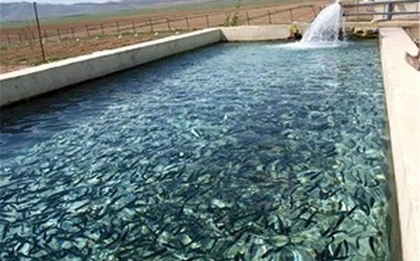 عکس بچه ماهی
