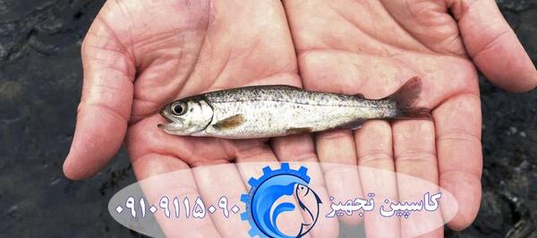 عکس بچه ماهی