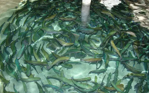 عکس بچه ماهی