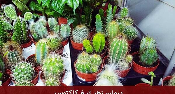 عکس کاکتوس سمی