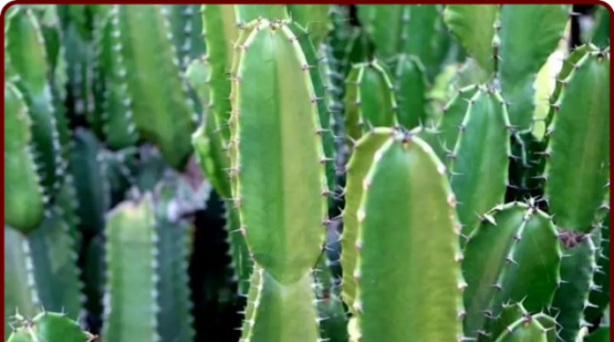 عکس کاکتوس سمی