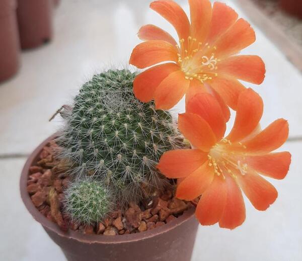 عکس کاکتوس سمی